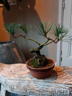 Pinus Sylvestris Bonsai, Tuin en Terras, Planten | Bomen, Ophalen of Verzenden