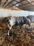 Dikbil streeprugstieren te huur, Dieren en Toebehoren, Runderen, Mannelijk
