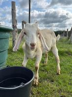 handtamme lieve bokjes te koop, Dieren en Toebehoren, Schapen, Geiten en Varkens, Mannelijk, Geit, 0 tot 2 jaar