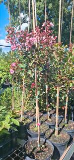 Lagerstroemia, indische sering, Tuin en Terras, Ophalen, Lente, Volle zon, Overige soorten