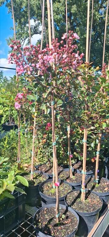 Lagerstroemia, indische sering beschikbaar voor biedingen