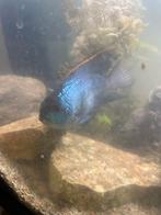 Malawi cicliden, Dieren en Toebehoren, Vissen | Aquariumvissen, Vis