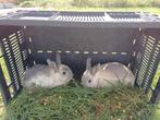 Dwergkonijn, Dieren en Toebehoren, Konijnen, Meerdere dieren, Dwerg, 0 tot 2 jaar
