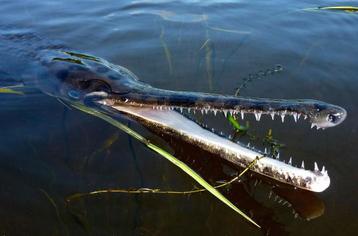 Baby kaaiman snoek! Arowana meerval cichlide snakehead oscar beschikbaar voor biedingen