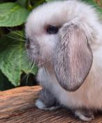 Zuiver Minilop konijntje ram., Dieren en Toebehoren, Konijnen, Mannelijk, Dwerg