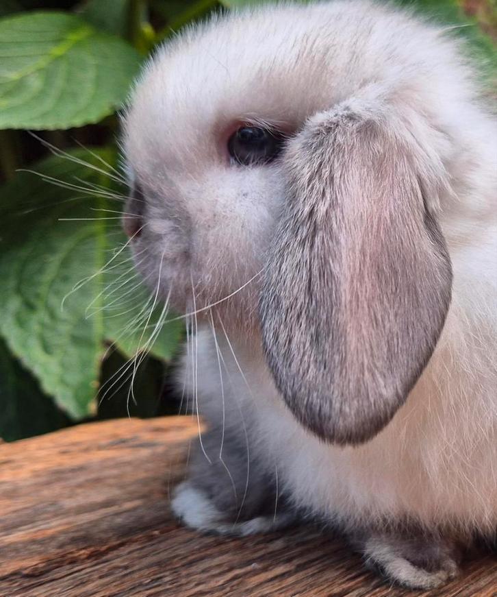 Zuiver Minilop konijntje ram., Dieren en Toebehoren, Konijnen, Dwerg, Mannelijk