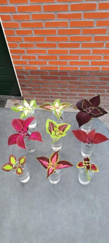 Stekjes box: Sunshine's siernetels 9 coleus stekjes. beschikbaar voor biedingen