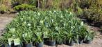 Liriope muscari 'Moneymaker', Tuin en Terras, Planten | Tuinplanten, Ophalen, Zomer, Vaste plant, Volle zon