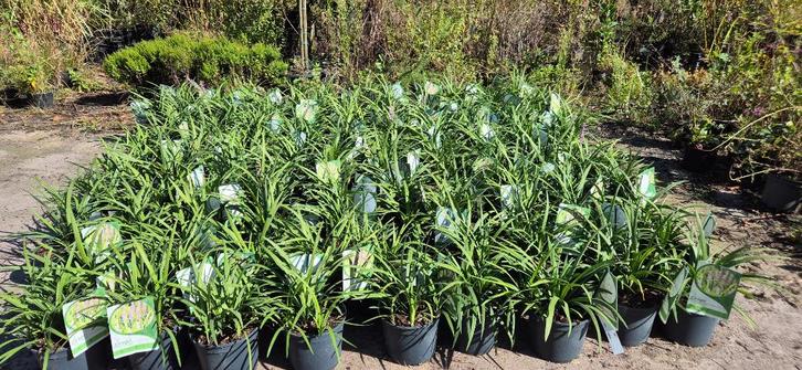 Liriope muscari 'Moneymaker', Tuin en Terras, Planten | Tuinplanten, Vaste plant, Overige soorten, Volle zon, Zomer, Ophalen