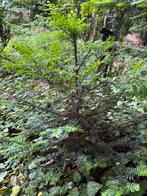 Taxus, Tuin en Terras, Planten | Struiken en Hagen, Ophalen, Taxus, Minder dan 100 cm