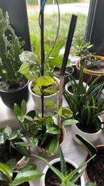 Vet plant met pot €10, Ophalen, Overige soorten, Minder dan 100 cm