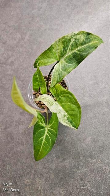 Syngonium Batik Variegata - Div. maten beschikbaar voor biedingen