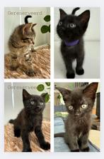 Twee poesjes, moeder york Chocolat, katertjes gereserveerd, Dieren en Toebehoren, Katten en Kittens | Raskatten | Korthaar, Poes