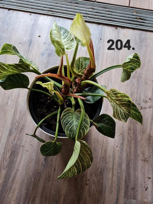Kamerplant, philodendron birkin, Huis en Inrichting, Kamerplanten, Overige soorten, Minder dan 100 cm, Ophalen of Verzenden
