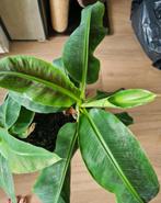 Bananenplant, Musa dwarf cavendish, Huis en Inrichting, Kamerplanten, Ophalen of Verzenden, Overige soorten, Minder dan 100 cm