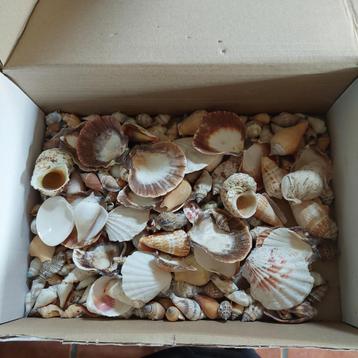 Gratis;   doos met schelpen beschikbaar voor biedingen