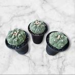 CACTUS ASTROPHYTUM ASTERIAS LIZARD SKIN ZELDZAAM PLANT, Ophalen of Verzenden, Minder dan 100 cm, Volle zon, In pot