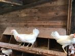 Jonge hennen legkippen witte leghorn 22 weken, Dieren en Toebehoren, Pluimvee, Vrouwelijk, Kip