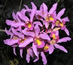 LAELIA superbiens "Tuakau", Huis en Inrichting, Kamerplanten, Ophalen of Verzenden, Overige soorten, Minder dan 100 cm