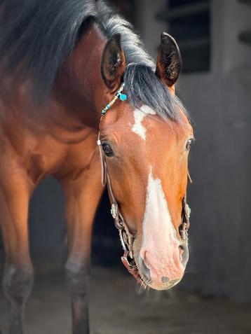Custom one & two ears | western beschikbaar voor biedingen