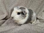 6 super leuke cavia beertjes zoeken een nieuw thuis, Cavia, Mannelijk, Tam, September