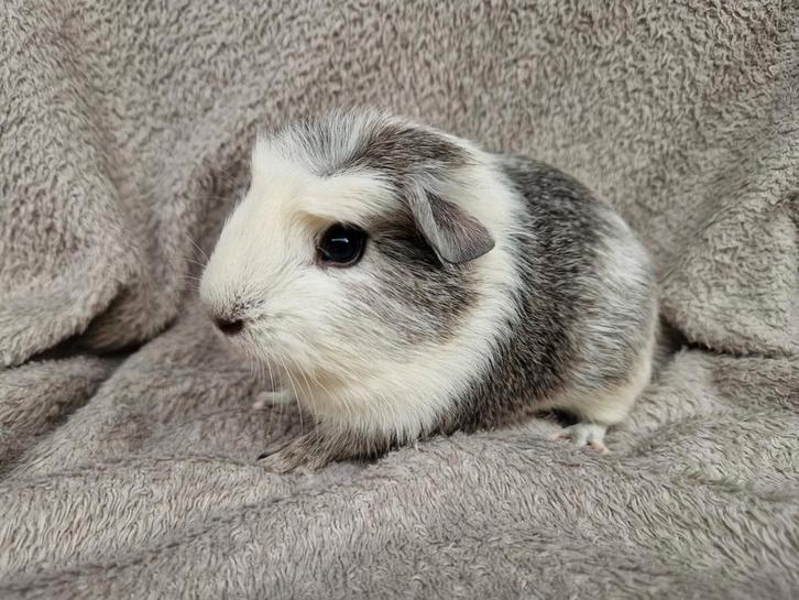 6 super leuke cavia beertjes zoeken een nieuw thuis, Dieren en Toebehoren, Knaagdieren, Mannelijk, Cavia, September, Tam
