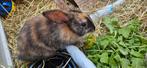 Baby dwerg konijnen, Dieren en Toebehoren, Mannelijk, Dwerg