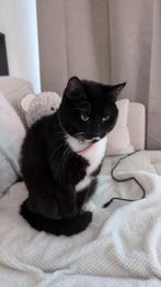 kat, Dieren en Toebehoren, Katten en Kittens | Raskatten | Korthaar, Poes, Ingeënt, 6 jaar of ouder