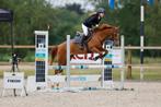 Lieve en sportieve C pony, Dieren en Toebehoren, 11 jaar of ouder, Merrie, Gechipt, L
