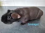Skinny cavia beer zwart, slate dragend, Dieren en Toebehoren, December, Mannelijk, Cavia