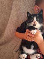 Super lieve en tamme kittens!, Meerdere dieren, Kortharig, 0 tot 2 jaar