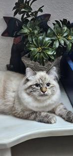 Neva Masquerade kitten met stamboom, Poes, Met stamboom, 0 tot 2 jaar