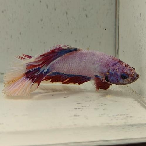Betta splendens man 48, Dieren en Toebehoren, Vissen | Aquariumvissen, Vis