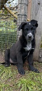 Herder pups op zoek naar een actieve baas, Dieren en Toebehoren, Honden | Herdershonden en Veedrijvers, CDV (hondenziekte), 8 tot 15 weken