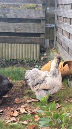 Zijdehoen haan, Dieren en Toebehoren, Pluimvee, Mannelijk, Kip