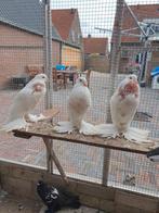 Hollandse kroppers, Dieren en Toebehoren, Vogels | Duiven, Meerdere dieren, Kropper