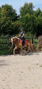 Mooie brave beleerde haflinger ruin te koop, Dieren en Toebehoren, Pony's, Ruin, 3 tot 6 jaar