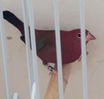 Vuurvink man, Dieren en Toebehoren, Mannelijk