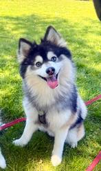 F1 Pomsky dekreu, Rabiës (hondsdolheid), 1 tot 2 jaar, Eén hond, Nederland