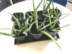 Aloë Vera plantjes, Huis en Inrichting, Kamerplanten, Ophalen of Verzenden, Overige soorten, Minder dan 100 cm