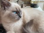 3 kittens Noorse boskat X Ragdoll 7 maanden 2 katers 1 poes, Dieren en Toebehoren, Katten en Kittens | Raskatten | Langhaar, Meerdere dieren