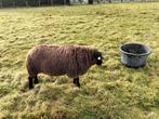 Texelaar blauwe ram, Dieren en Toebehoren, Schapen, Geiten en Varkens, Mannelijk, Schaap