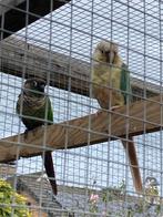 Pyrrhura tekoop, Meerdere dieren, Geringd