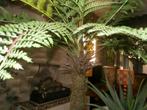 grote kunst plant boomvaren 170 cm, Ophalen, Halfschaduw, 150 tot 200 cm