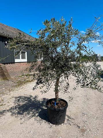 Mooie solitaire olijfboom - Olea europea beschikbaar voor biedingen