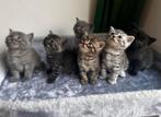 Britse korthaar kittens geboren op 31-08-2025, Dieren en Toebehoren, Katten en Kittens | Raskatten | Korthaar, Meerdere dieren