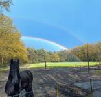 Paddock Paradise incl. weidegang in Loon op Zand, 2 of 3 paarden of pony's, Weidegang