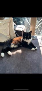 Katten - Britse korthaar / Oosterse korthaar