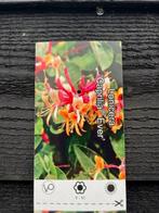 Kamperfoelie, Lonicera Caprilia Ever & Japonica Chinensis, Ophalen, Overige soorten, 100 tot 250 cm