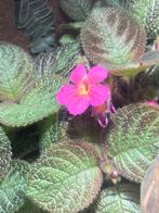 Episcia, Ophalen of Verzenden, Overige soorten, Minder dan 100 cm
